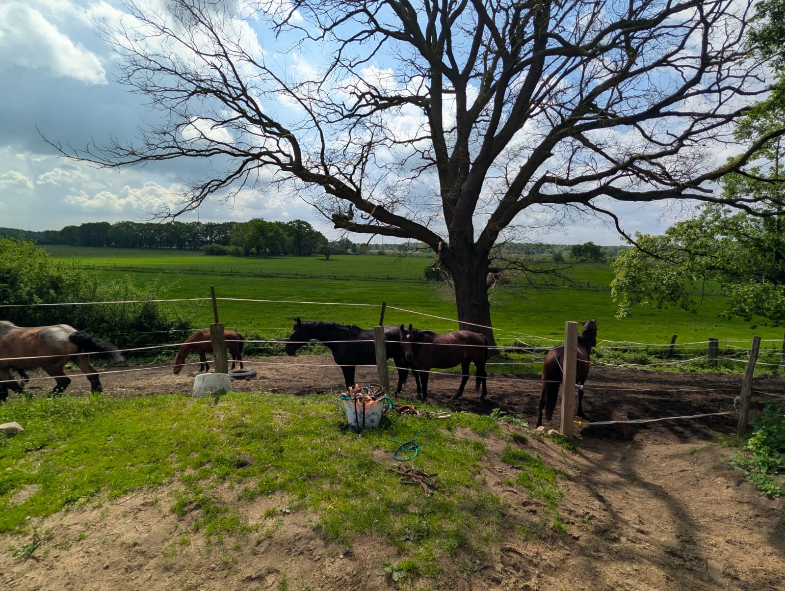 Pferd Name 6