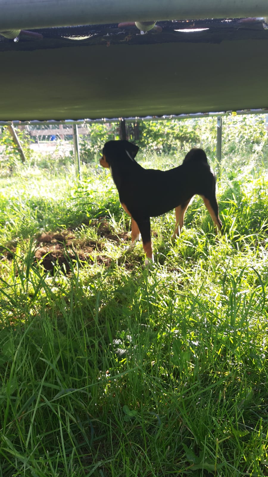 Pferd Name 5